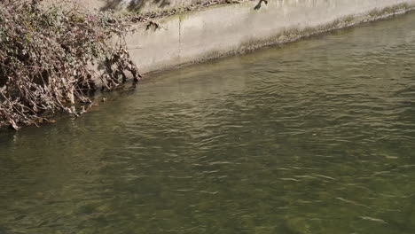 Calm-River-With-Dry-Foliage-Hang-From-Pavement-Near-Shore-During-Sunny-Day