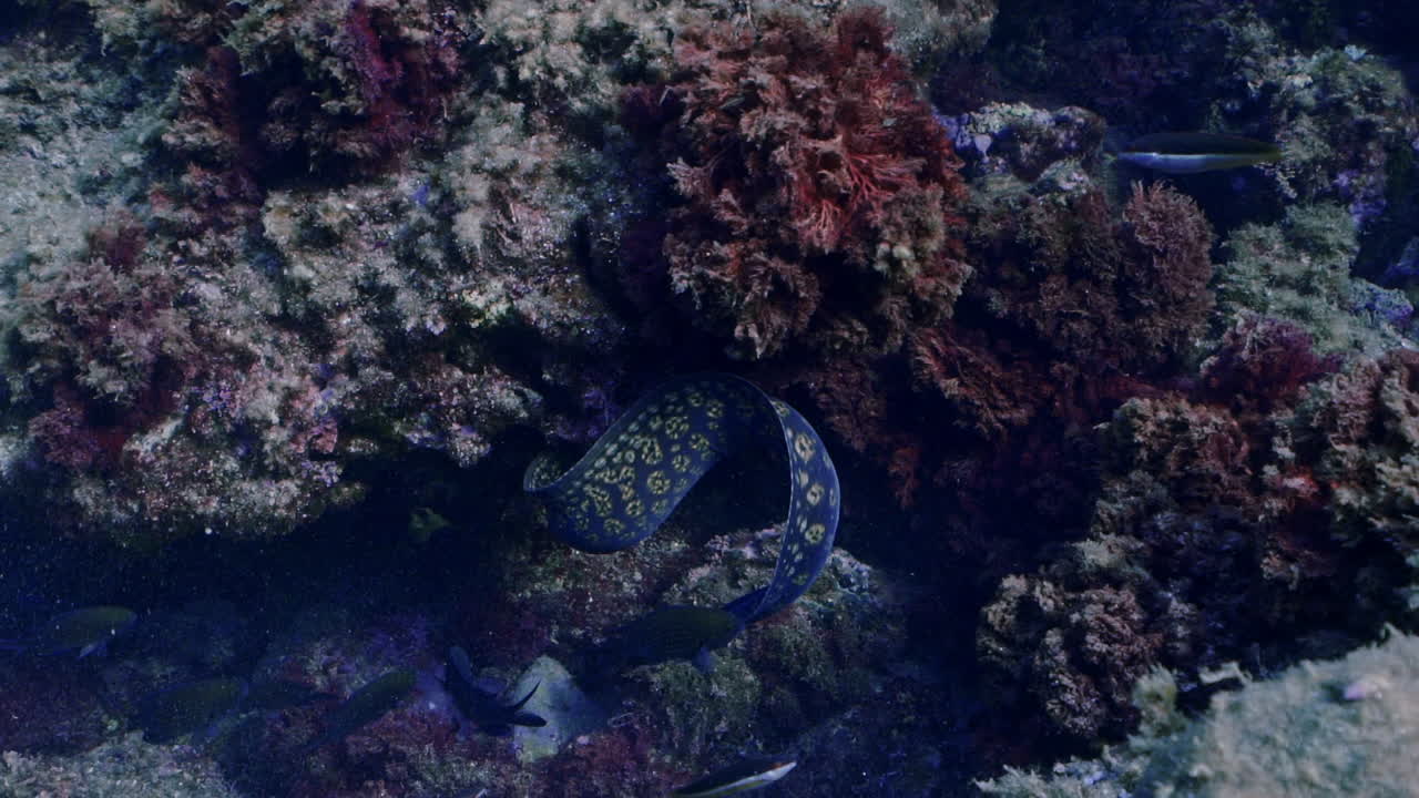 Murene che si nascondono e si muovono tra le rocce nel Mar Mediterraneo