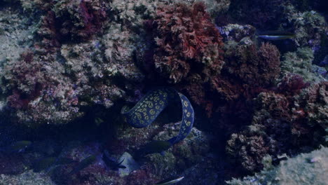 Moray-eels-hidding-and-moving-between-rocks-in-the-mediterranean-sea