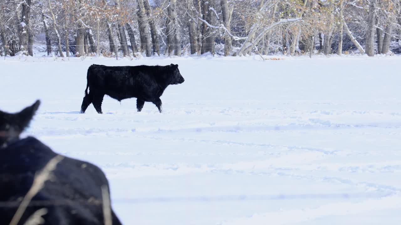 Messa a fuoco su mucca che cammina in un pascolo innevato durante una leggera nevicata.