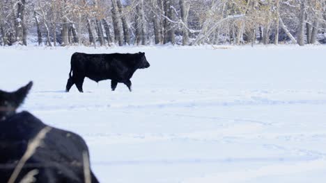 Rack-Focus-To-Cow-Walking-in-Snowy-Pasture-During-Light-Snowstorm