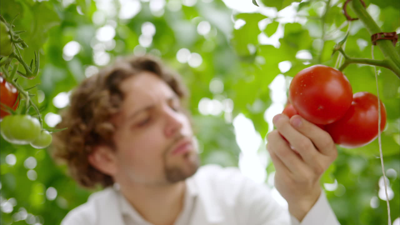 Laboratory technician in a white coat analysing tomatoes grown in a greenhouse