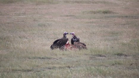 tres buitres comiendo un cadáver dejado por los leones en la sabana africana