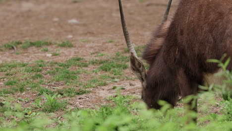 Antílope-Ruano-Pastando-En-El-Zoológico