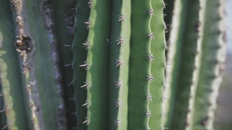 espina dorsal y espinas de cactus, primer plano de la planta del desierto, acercamiento