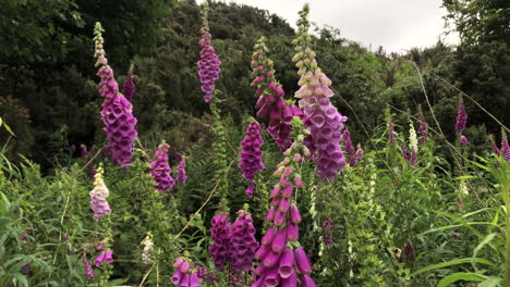 Flores-De-Guante-De-Dama-Salvaje-Cerca-De-Blackford-Hill-En-Edimburgo