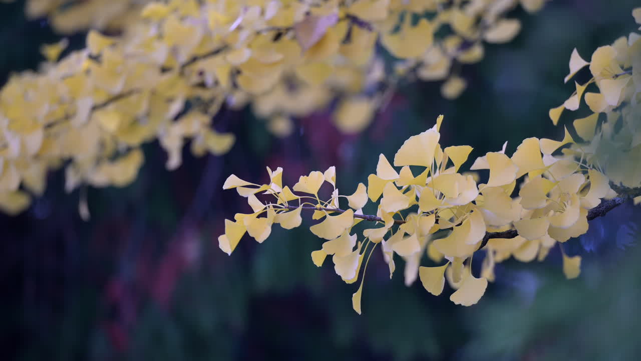 Golden ginkgo leaves against dark background