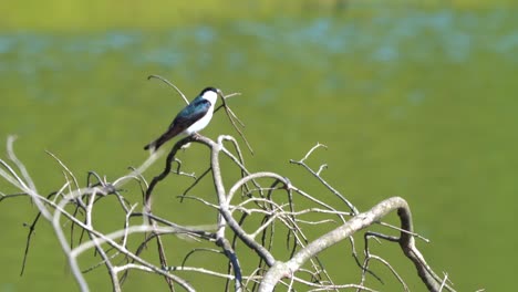 A-tree-swallow-sitting-on-a-dead-tree-stump