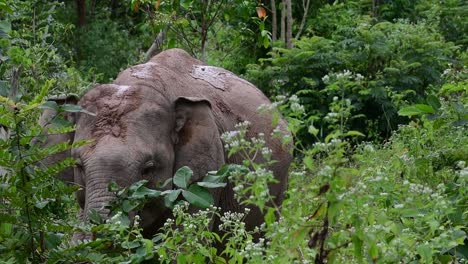 Los-Elefantes-Asiáticos-Son-Especies-En-Peligro-De-Extinción-Y-También-Son-Residentes-De-Tailandia