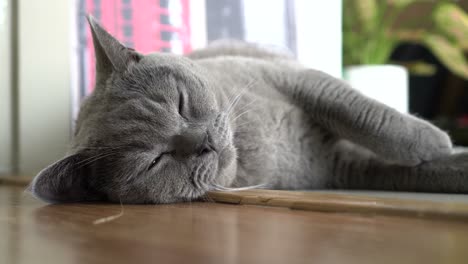 un lindo gato gris durmiendo en el suelo en casa en un elemento en bucle