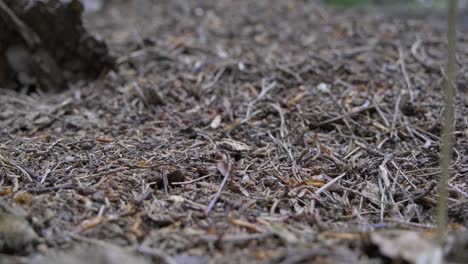 close up of runnings ant on ants hill 4k