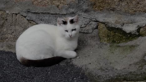 white cat sitting on the pavement awakening from a nap next to a wall