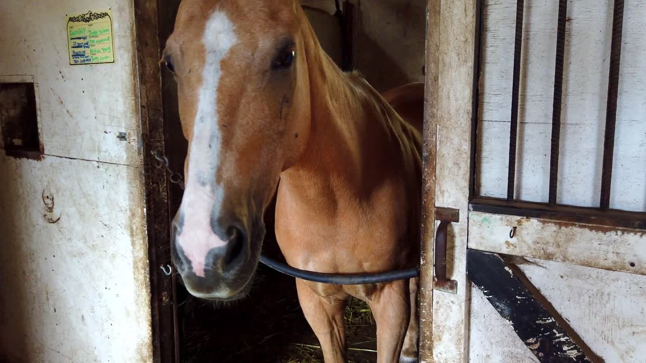 An horse giving a smile and trying to make friend during summer at a barn in Canada. Victoria BC.CLOSE SHOT