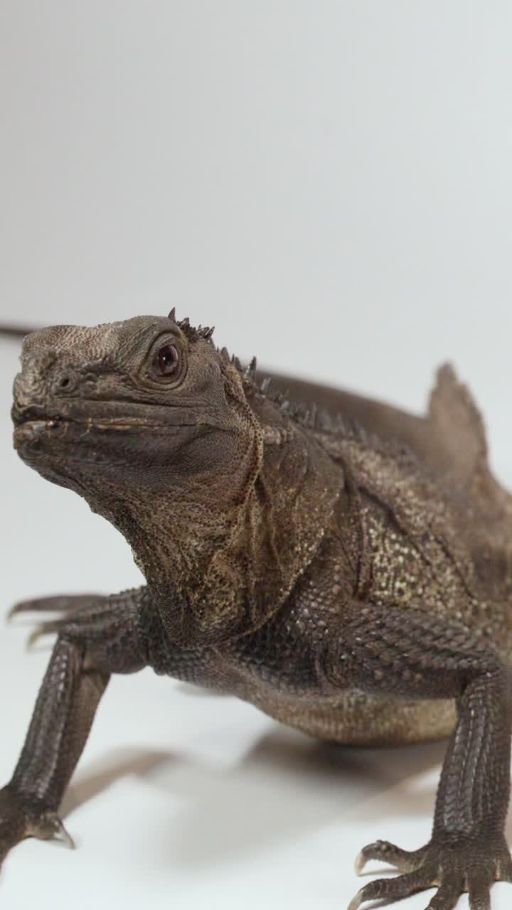 A brown iguana lizard rests on a white surface under bright studio lighting conditions