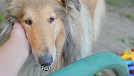 Acariciando-A-Un-Collie-áspero-Con-Su-Cabeza,-Primer-Plano-De-Mano