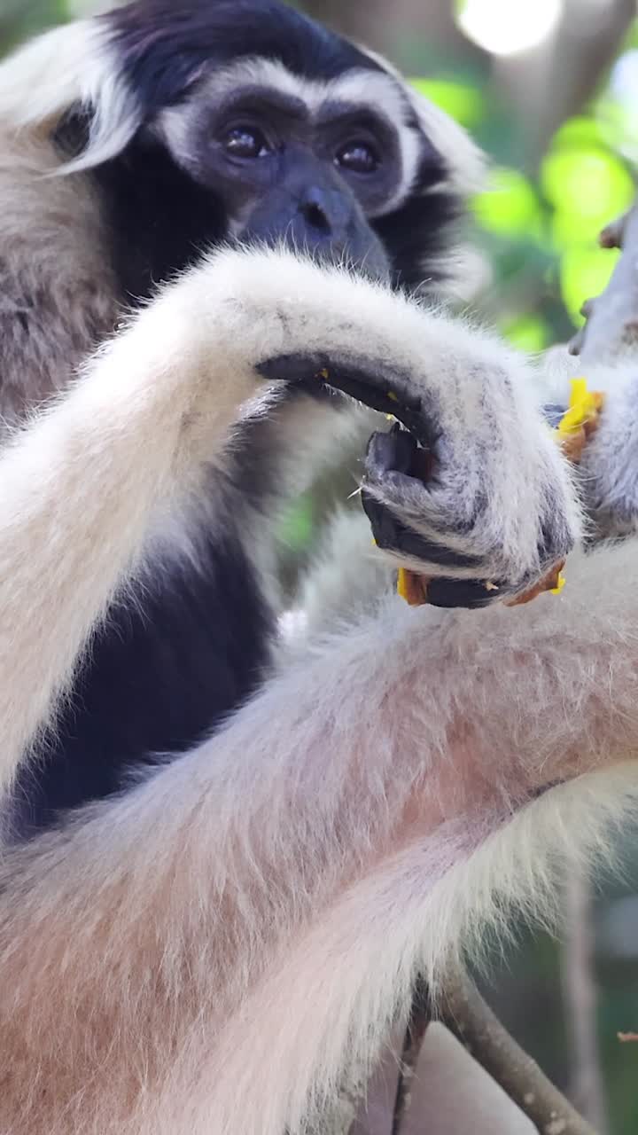 el gibón de manos blancas comiendo