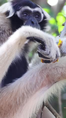 White-handed Gibbon Eating