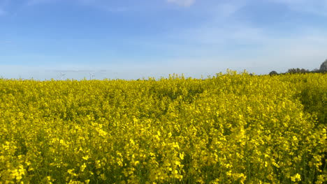 slow panning shot showing yellow blooming oil seed canola field during sunny day and blue sky