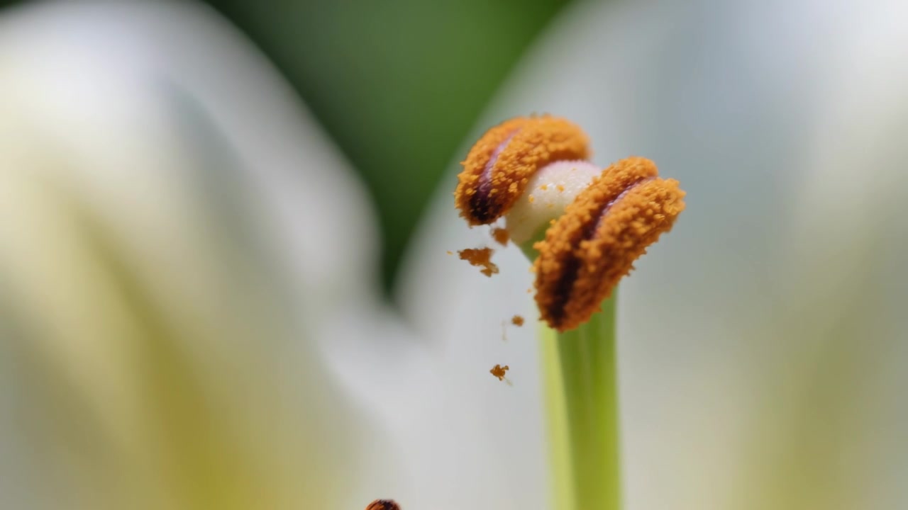 Stirring central stamen by breeze releasing orange pollen in close-up with white petals, copy space