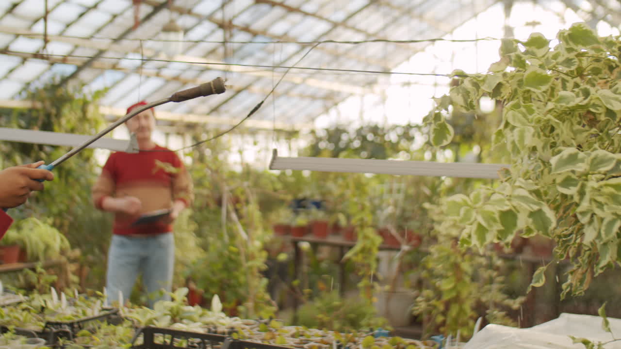 아프리카계 미국인 여성 노동자가 온실에서 식물을 분사하고 있습니다.