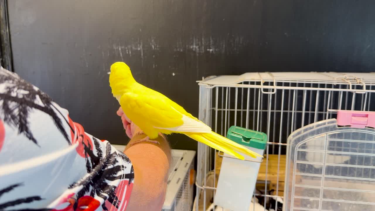 A vibrant yellow monk parakeet sits on a person's arm beside a white wire cage