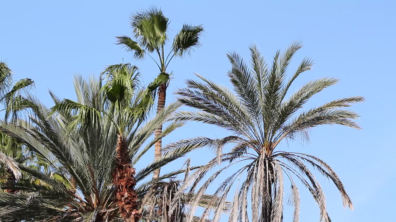 Palms Blowing 01
