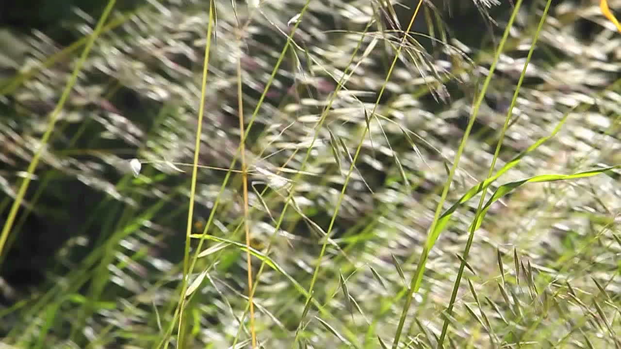 바람에 날리는 풀의 클로즈업