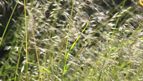 a close up of grasses blowing in the wind