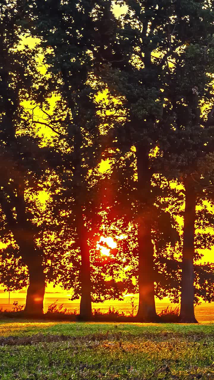 Timelapse of sun setting behind trees with vibrant sky, peaceful mood