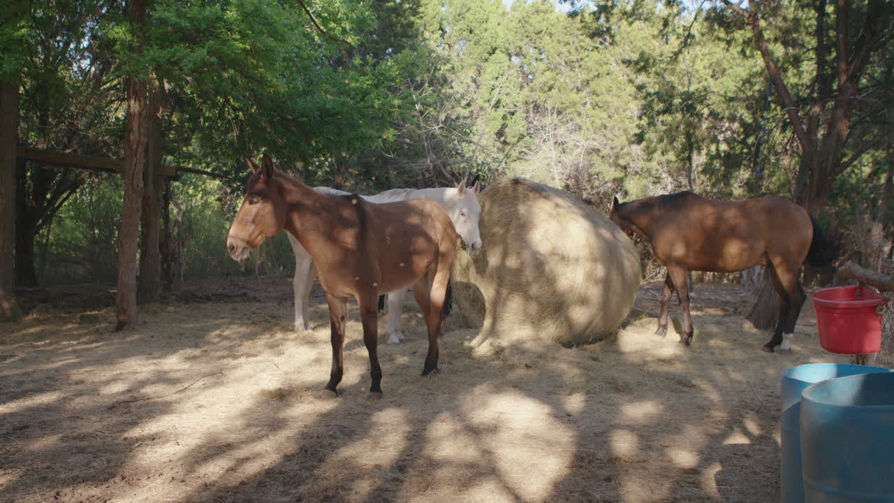 caballos comiendo y alimentándose de balas redondas de heno en un rancho