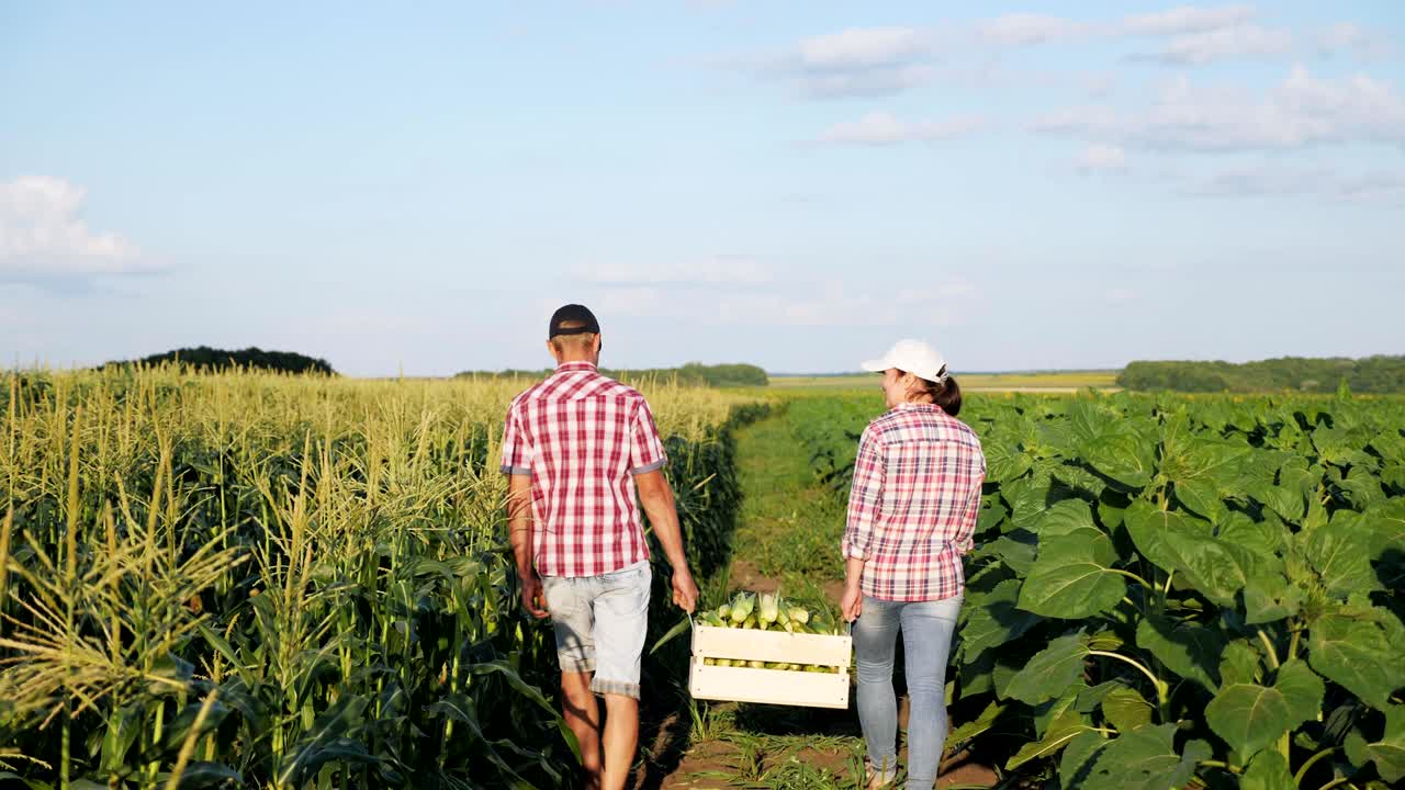 Two farmers carry corn in a wooden box