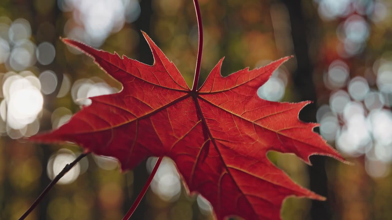 Close-up of a vibrant red maple leaf with blurred forest background, captured from a low angle