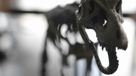 the skeleton of a prehistoric animal comes into focus