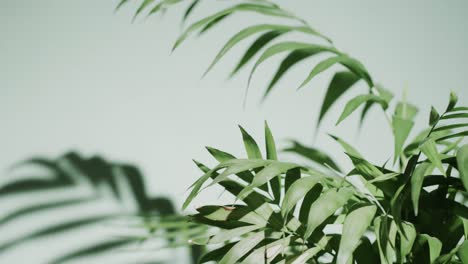 close up of green leaves on white background with copy space in slow motion