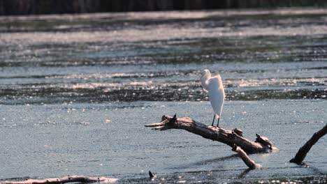 a serene herring bird perched on a log in a tranquil lake, showcasing nature's beauty. dive into this peaceful moment in our first video!