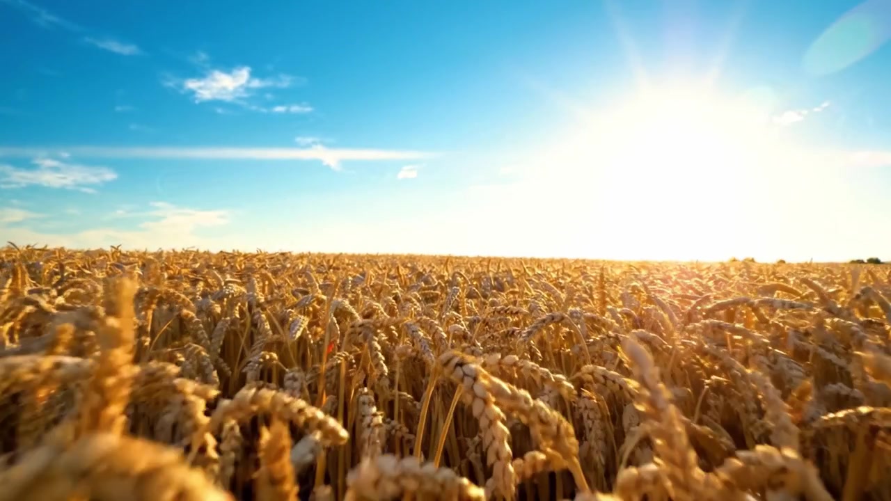 Goldene Weizenfelder unter strahlend blauem Himmel: Ein atemberaubendes Panorama der Fülle der Natur im Licht der aufgehenden Sonne, das die Schönheit der Landwirtschaft einfängt.