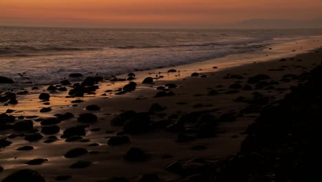 birds graze and fly along the shore at dusk