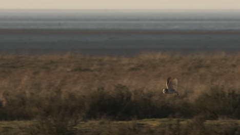 Schleiereule,-Raubvogel,-Der-Tagsüber-Im-Winter-In-Norfolk,-Großbritannien,-In-Zeitlupe-Fliegt