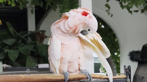 pink cockatoo preening