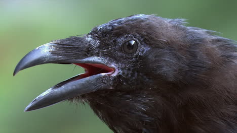 extreme closeup raven bird face, beak, eye against green bokeh back