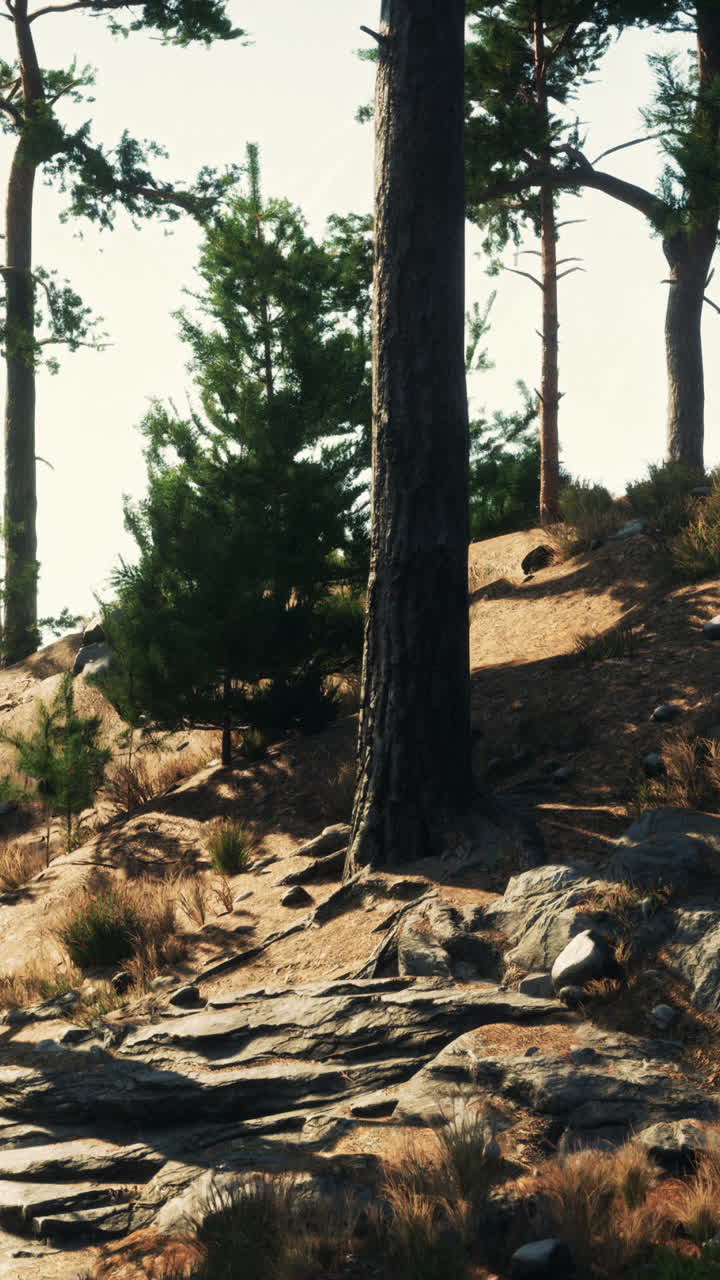 은 날 에 평화로운 소나무 숲