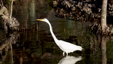 egret wading and searching for food in wetlands