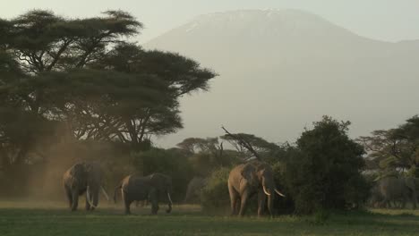 large herds of african elephants migrate near mt kilimanjaro in amboceli national park tanzania