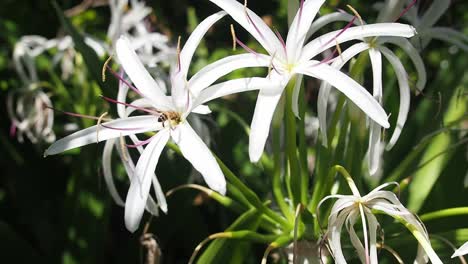 las abejas polinizan las flores
