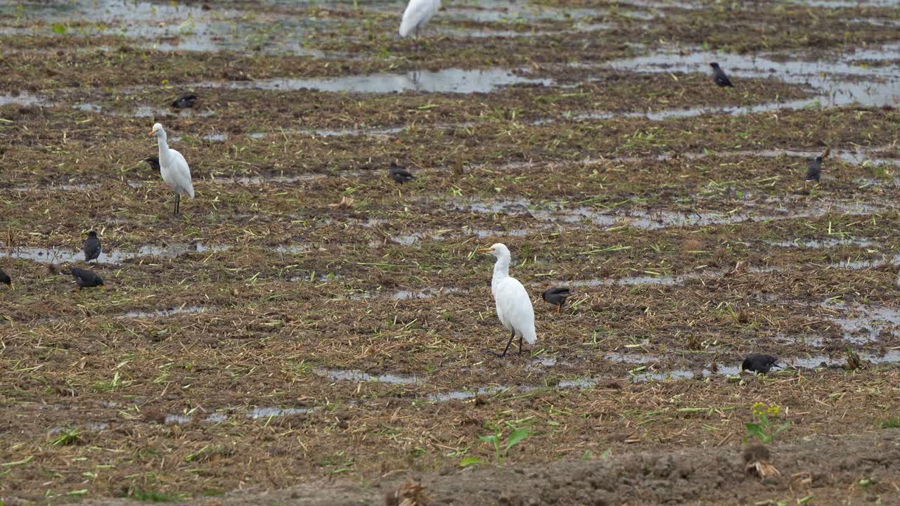 bandada de garza grande y de mynas de cresta, en busca de alimentos para los cultivos caídos en el suelo húmedo después de que los arrozales hayan sido cosechados, disparos de cerca