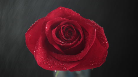 single red rose from above being heavily misted in slow motion on black