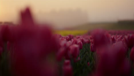 Close-up-pink-flower-bud-in-blooming-flower-garden-in-morning-light-outside.