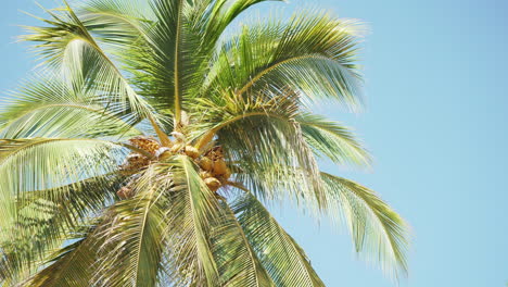 Beautiful giant coconut palm tree with coconuts and blue sky in background
