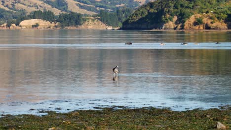 white-faced heron feeds in shallow water near shore, swan and geese