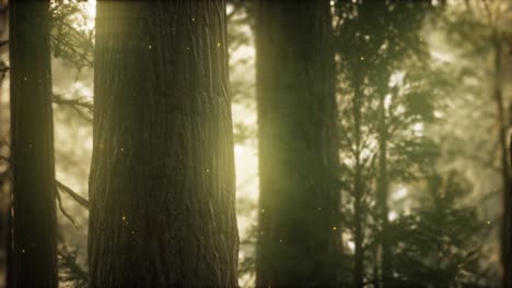 wild pine forest at sunrise